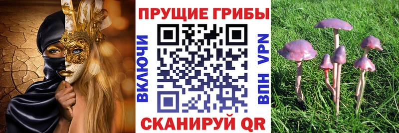 Псилоцибиновые грибы Cubensis  Дрезна 